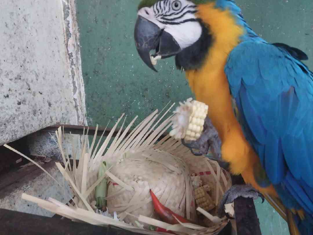 Utilizando a temática junina, evento fomenta o enriquecimento alimentar dos animais