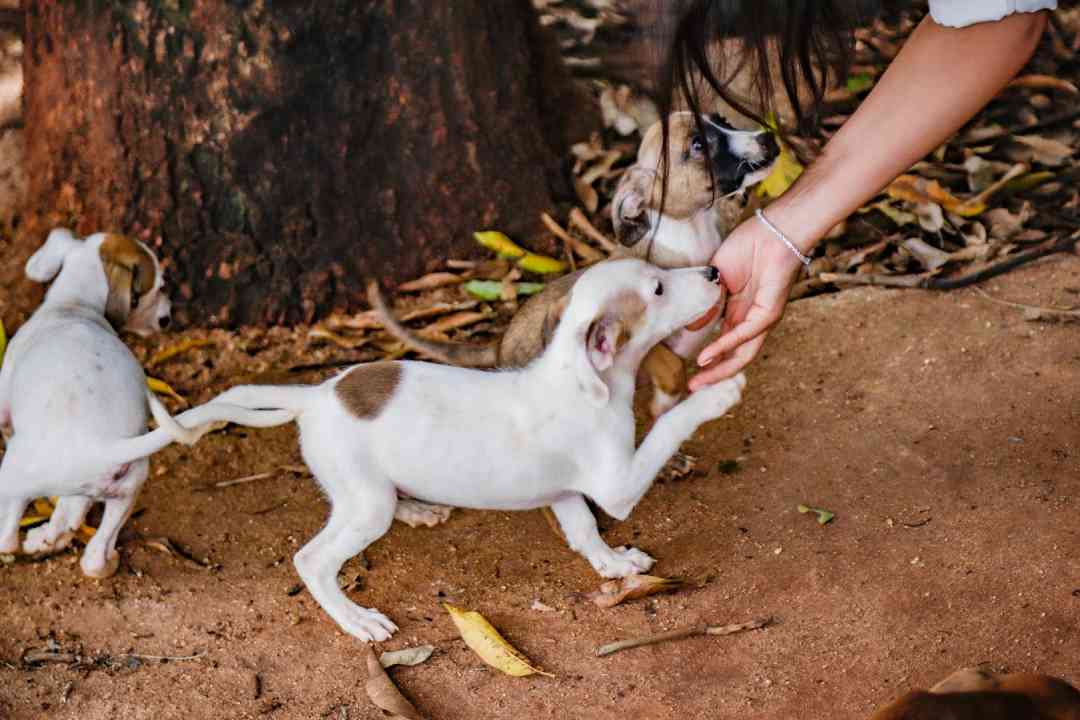 Divisão também realizará evento para adoção de cães e gatos, durante feira literária