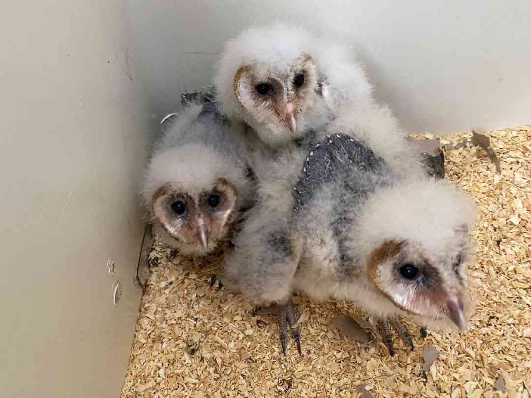 Bosque Zoológico Fábio Barreto recebe três corujas Suindaras