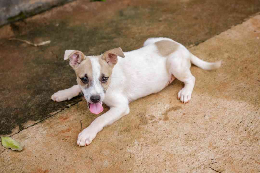 Cães e gatos castrados, vacinados e vermifugados estão aptos para adoção responsável