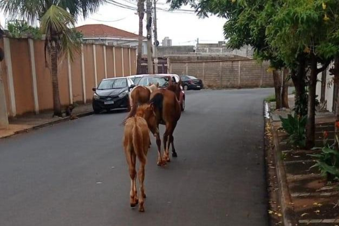 Prefeitura alerta sobre guarda responsável de animais de grande porte