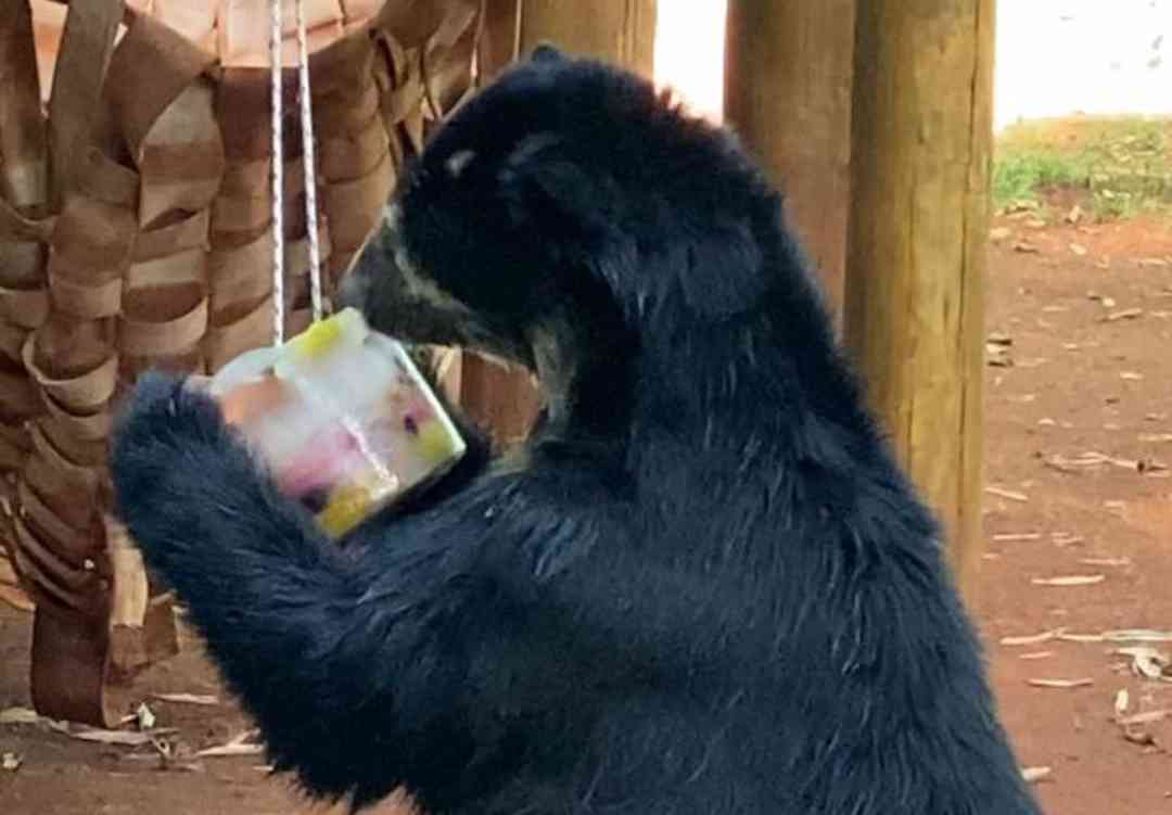 Animais do Bosque Zoológico Fábio Barreto recebem cuidados especiais nos períodos de calor intenso