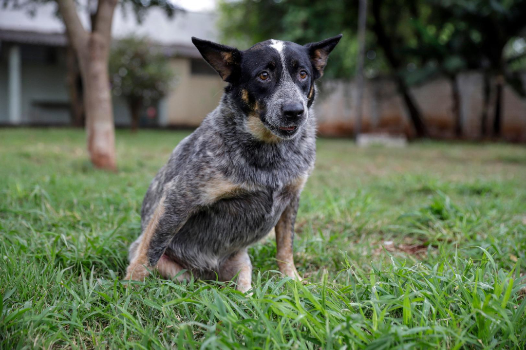 Cachorra da raça Blue Heeler segue história de recuperação após atropelamento e resgate