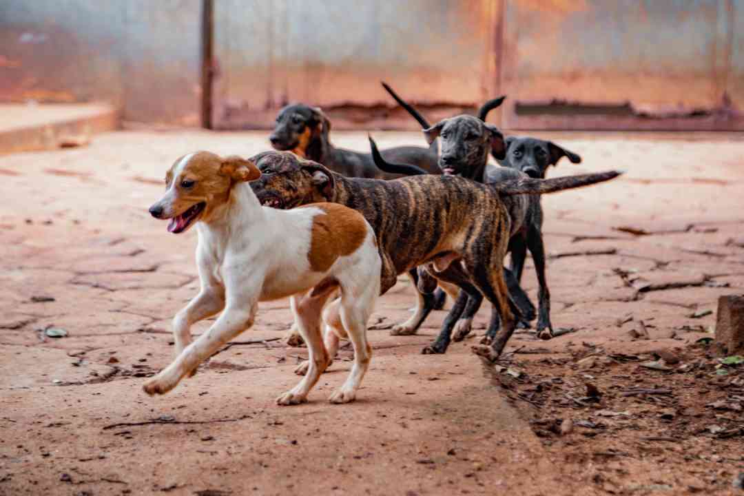 10 gatos também estão aptos a serem adotados; evento acontece na Divisão de Bem-Estar Animal, das 9h às 14h