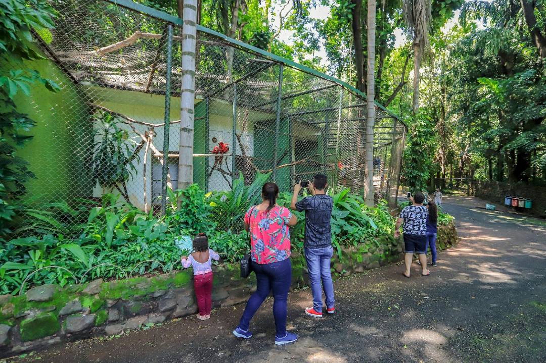 Bosque Zoológico Fábio Barreto é opção de passeio para o feriado