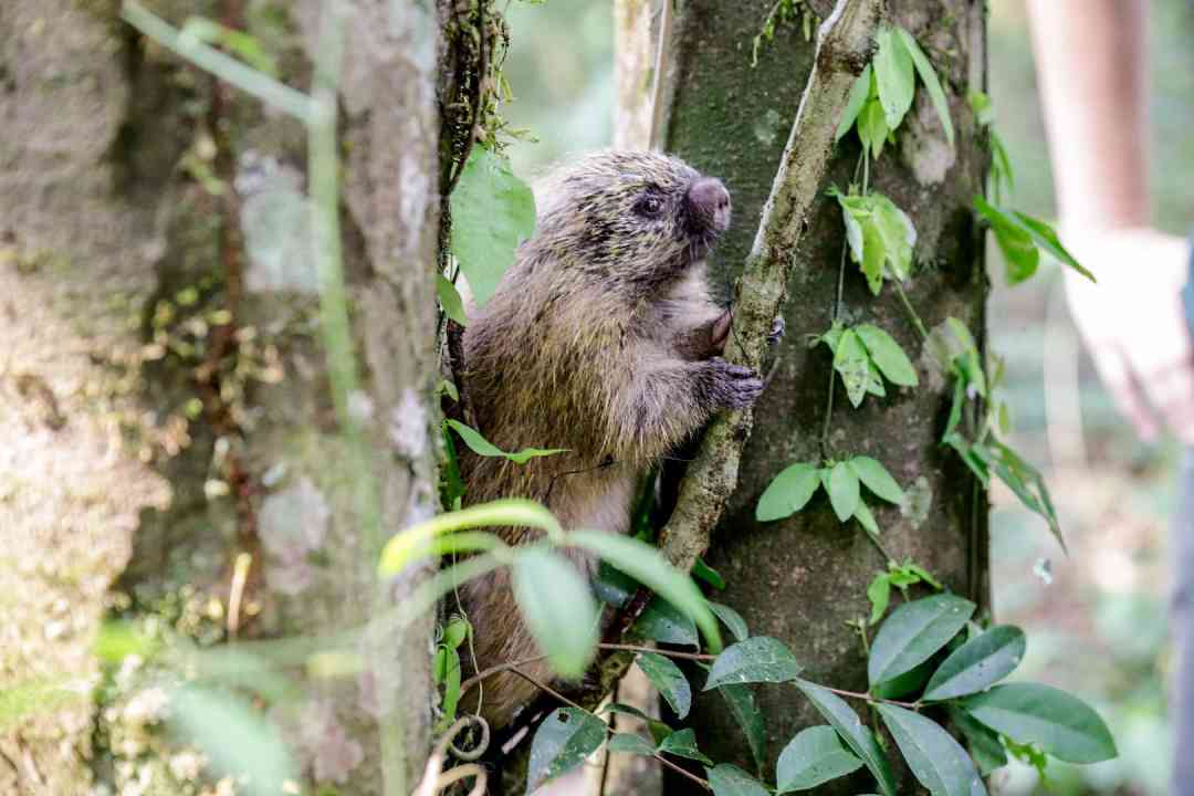 Soltura foi realizada na tarde desta quarta-feira, dia 25, na Mata de Santa Tereza