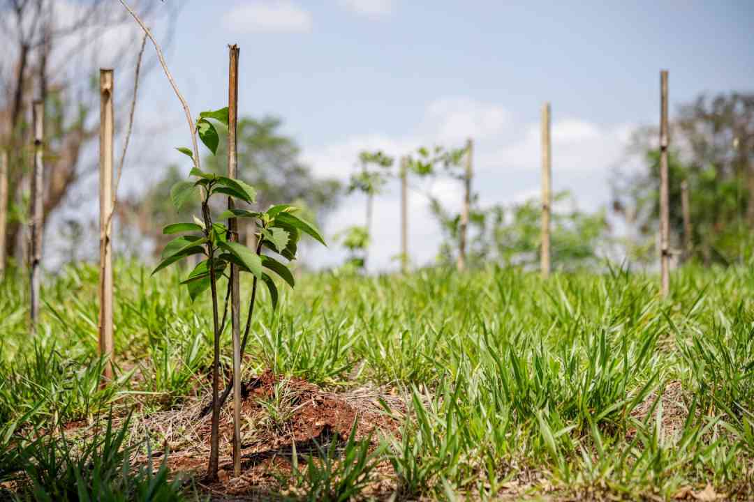 Mais de 24 mil árvores foram plantadas por meio de cumprimento de termos de compromisso