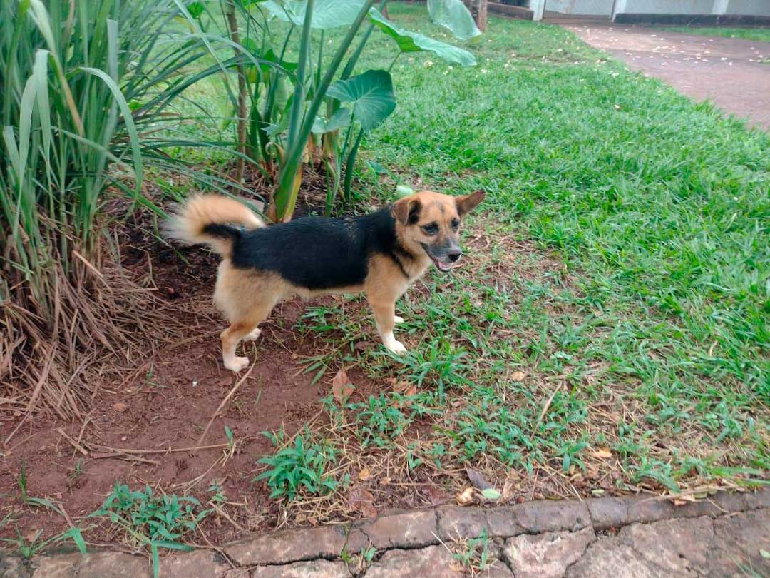 Mais de 30 filhotes estão aptos para adoção no evento da Divisão de Bem-Estar Animal