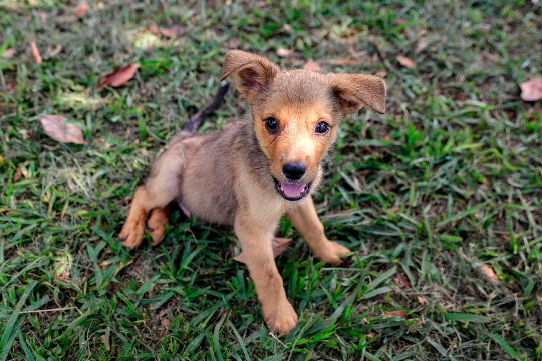 Mais de 100 cães e gatos aguardam por uma família no evento de adoção da DBEA