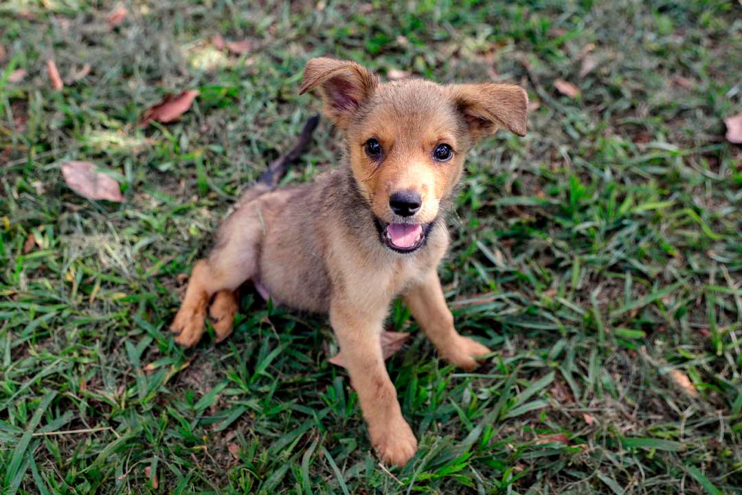 Divisão de Bem-Estar Animal realiza 1º Evento de Adoção do ano