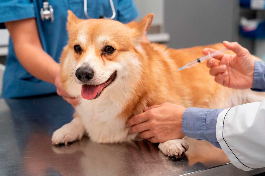 Saúde disponibiliza posto fixo de vacinação contra raiva animal