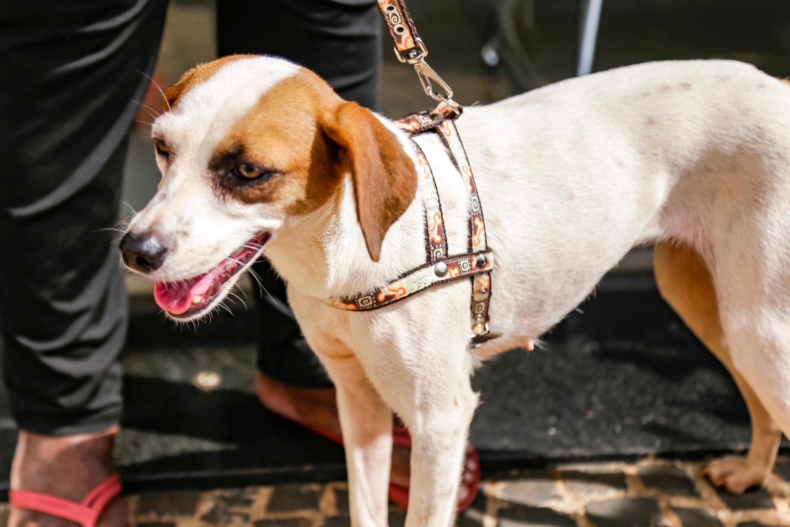 Prefeitura abre 500 novas vagas para castração gratuita de cães e gatos
