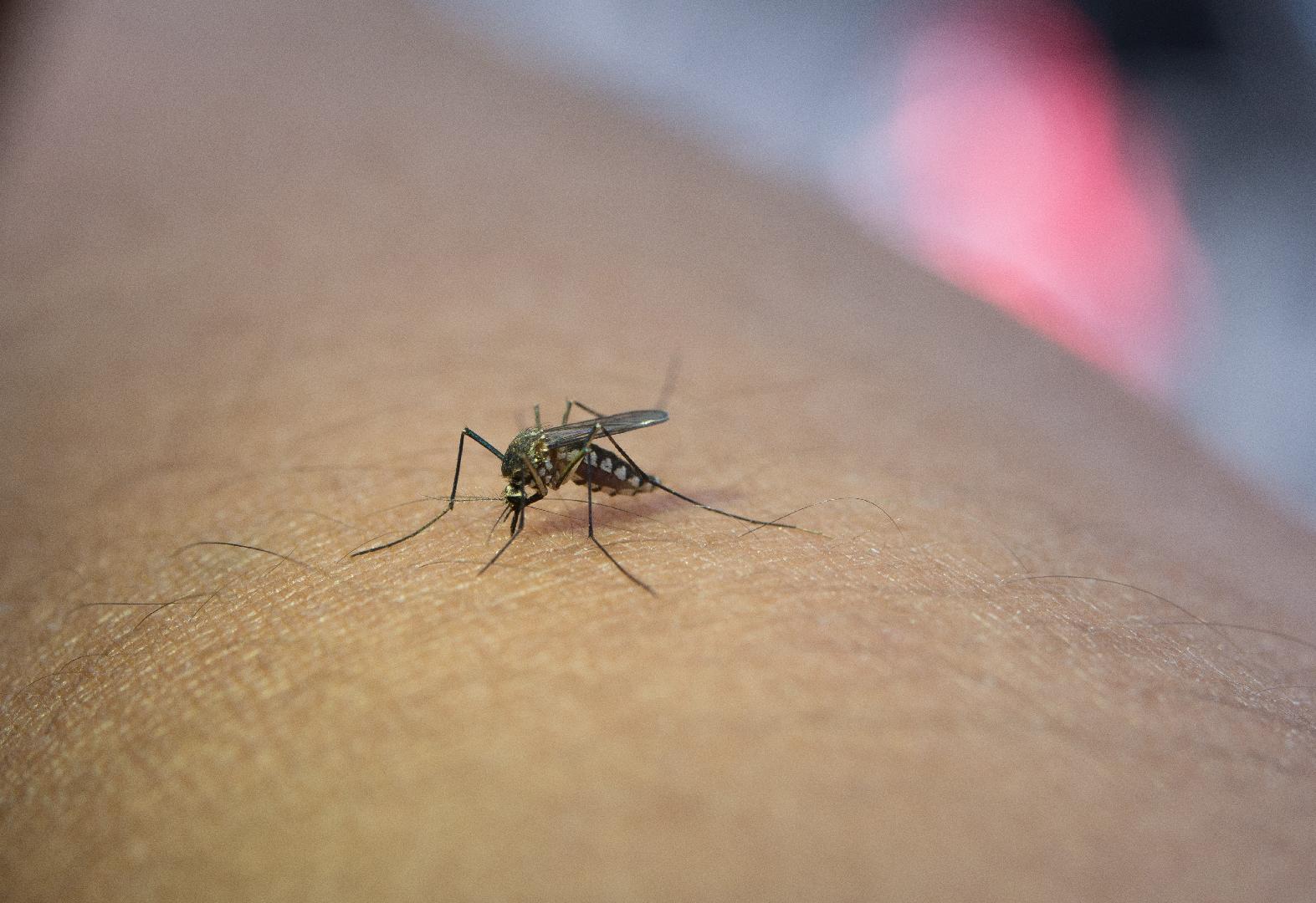 Secretaria da Saúde alerta população sobre aumento de casos de dengue