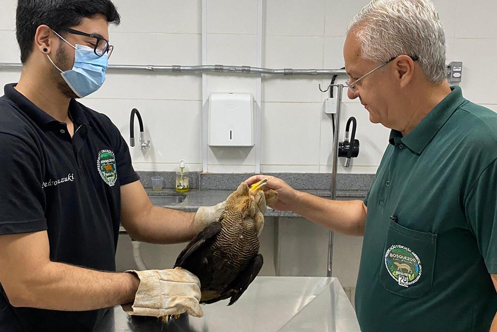 60 animais silvestres estão em processo de soltura pelo Cetras Morro do São Bento