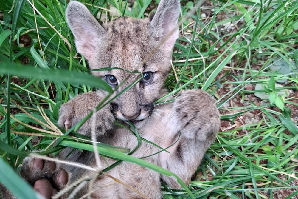 Oncinha-suçuarana é a mais nova integrante do Bosque Zoo Dr. Fábio Barreto