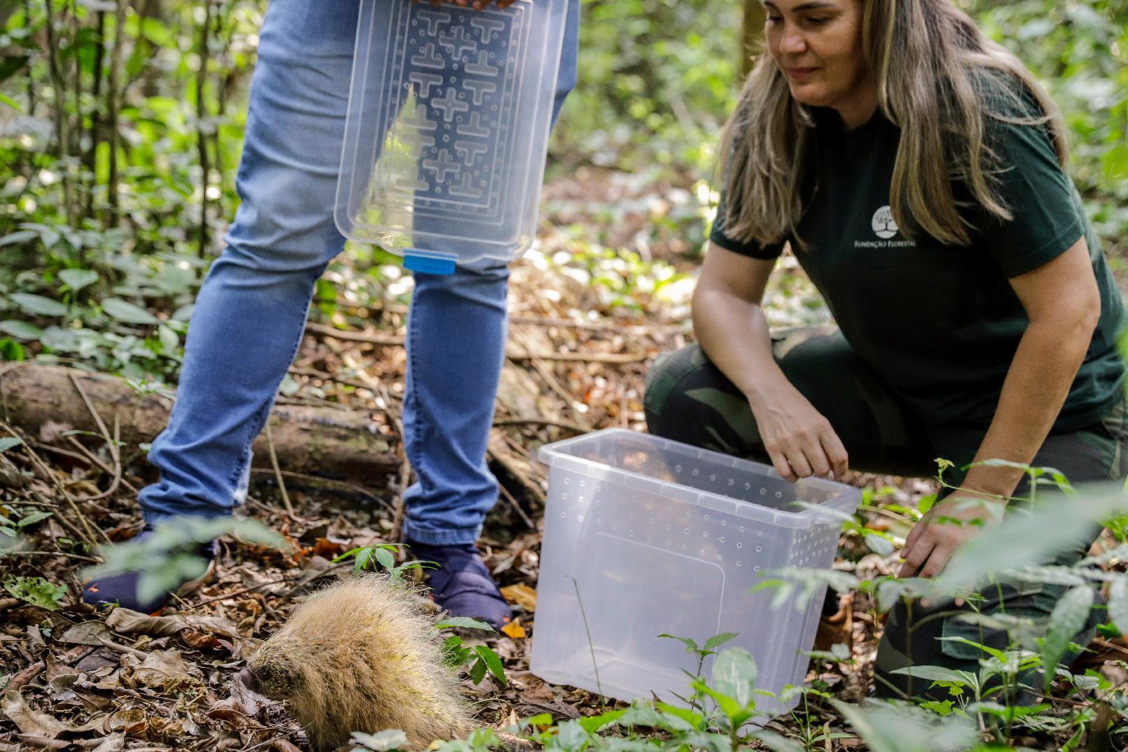 32 animais serão devolvidos para seus habitats pelo Cetras Morro do São Bento